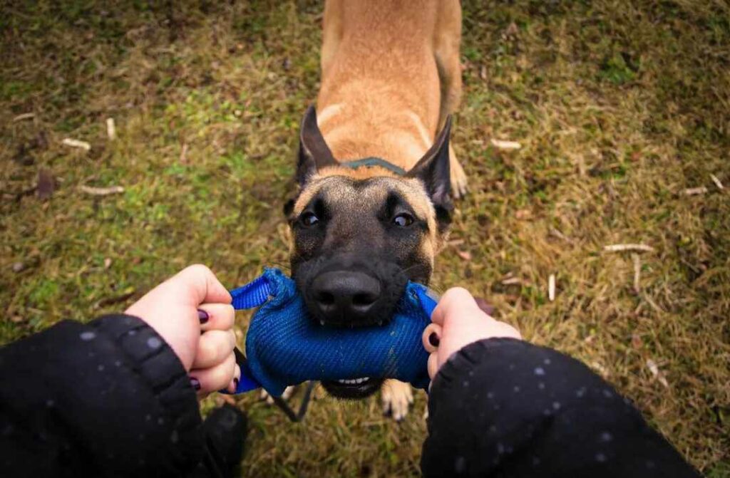 Zabawa z psem. zabawa zefir